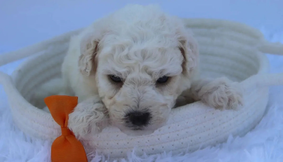 Why a Teacup Bichpoo is the Perfect Gift for First-Time Dog Owners